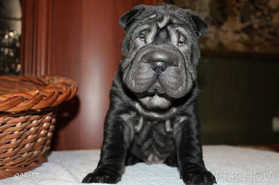 pui shar pei extra ridati