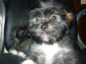 vand bichon havanez
