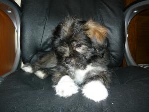 vand bichon havanez