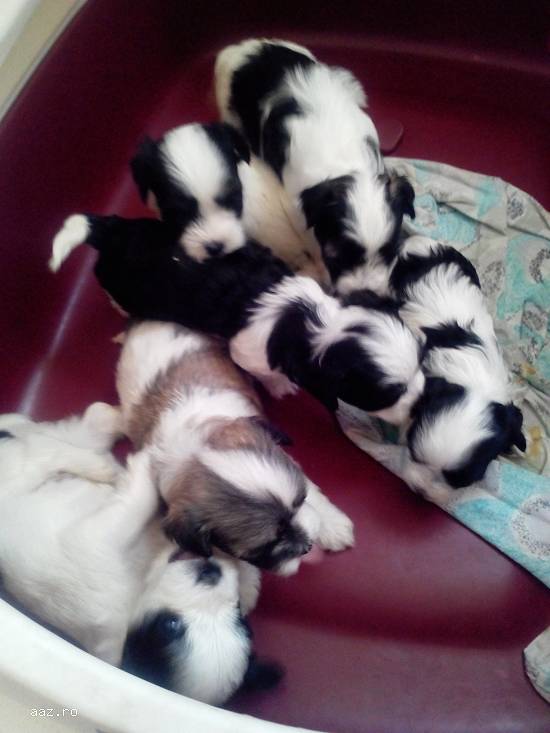 vand bichon havanez