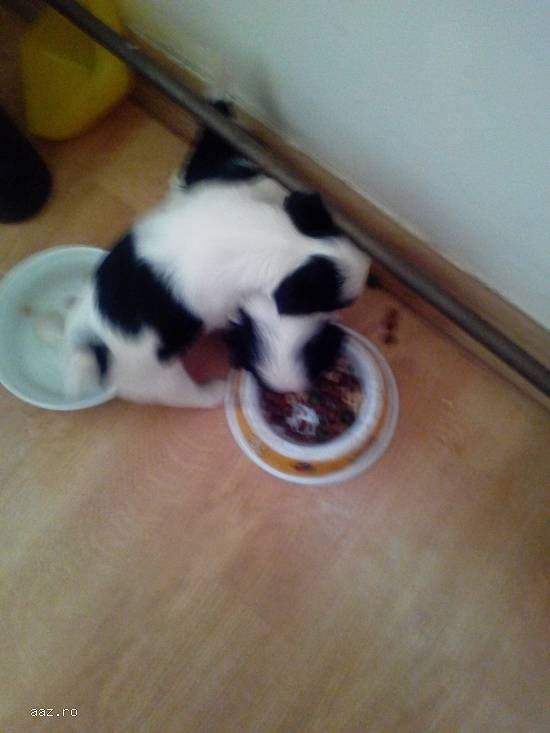 vand bichon havanez