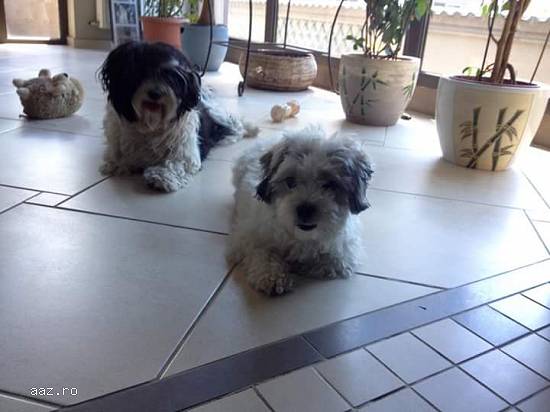 vand bichon havanez