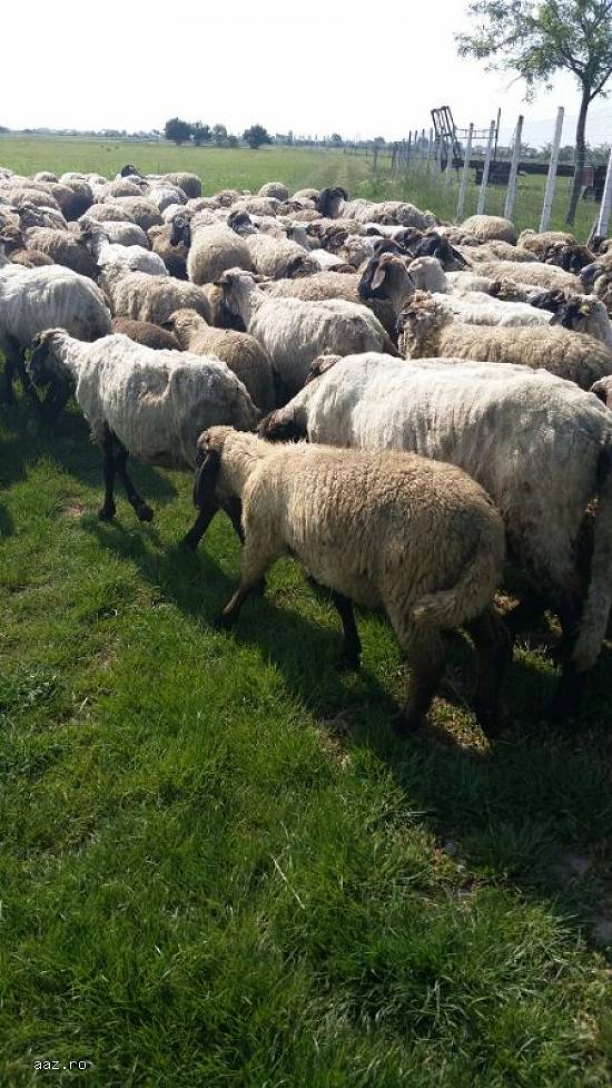 Vand oi,  miele de peste 35 kg, 