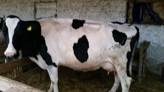 Vaca Holstein