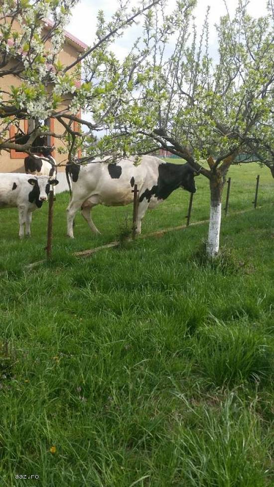 Vaca Holstein