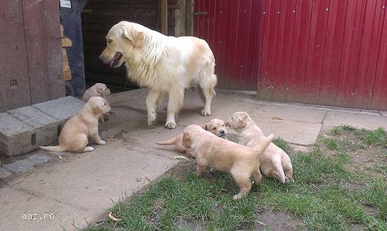 Pui Golden Retriever