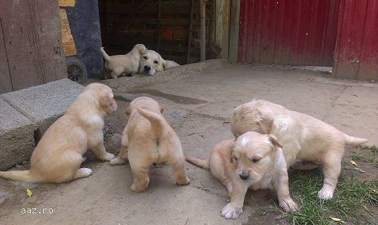 Pui Golden Retriever