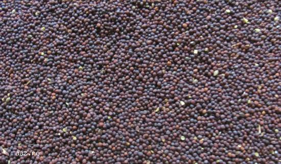 MUSTAR NEGRU brasica nigra