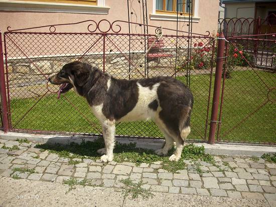 Vand femela ciobanesc romanesc de bucovina
