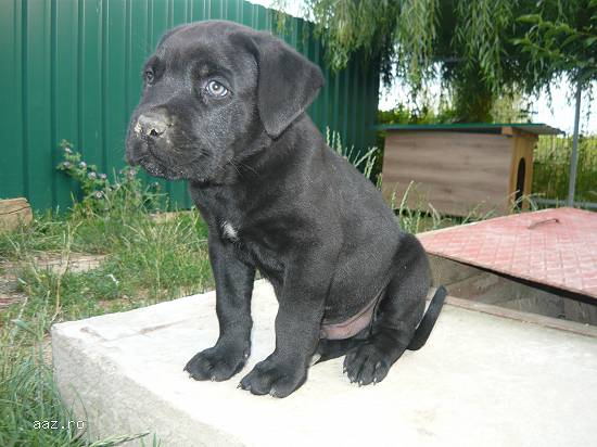 vand pui cane corso