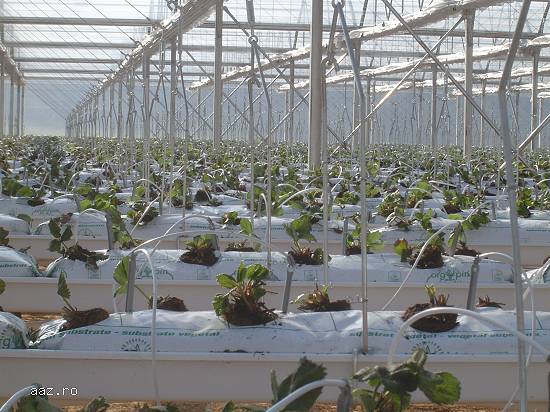 Sere cu sisteme fertilizare si clima control