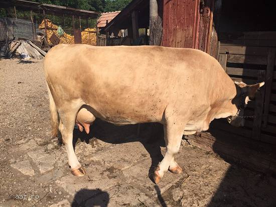 Vand Vaca impreuna cu Vitel