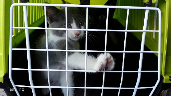 transport animale