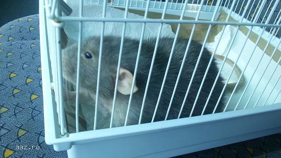 transport animale