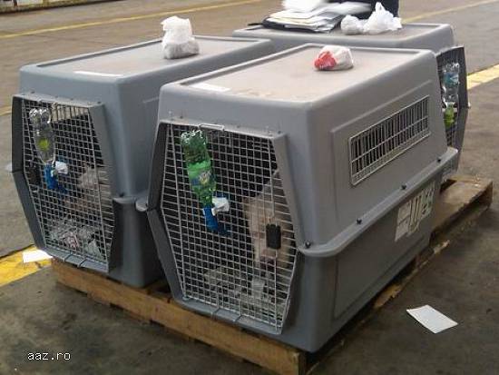 transport animale