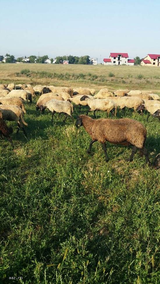 Vand turma de 150 oi si 100de miele mielute, berbeci si berbecuti