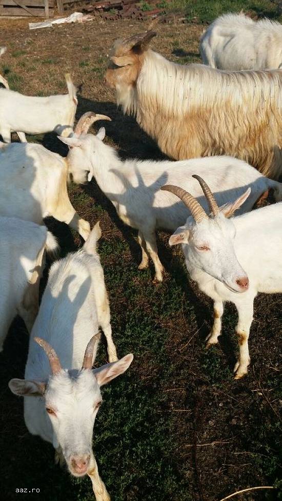 Vand 7capre saanen,  10iedute, 2tapi saanen.c