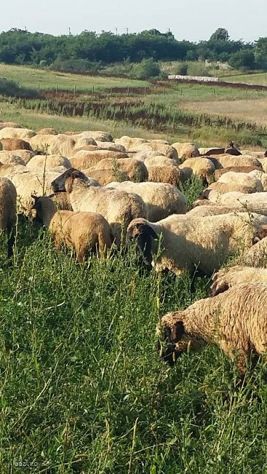 Vand turma de 150 oi si 100de miele mielute, 