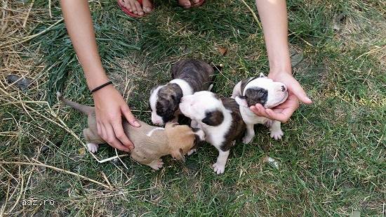 vand pui amstaff