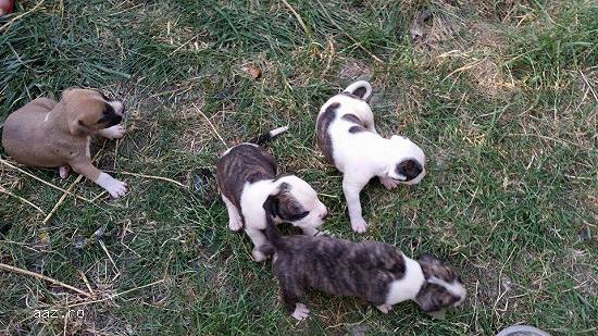 vand pui amstaff