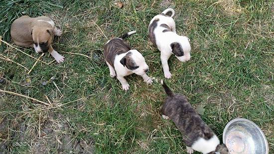 vand pui amstaff
