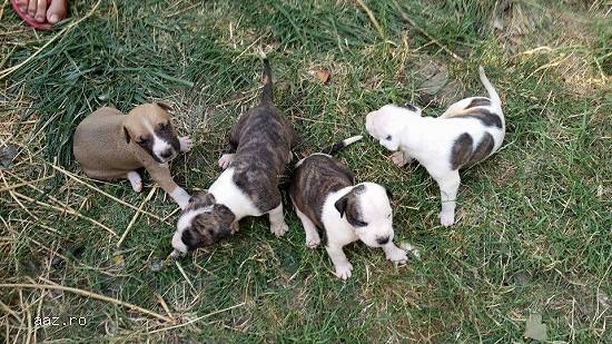 vand pui amstaff