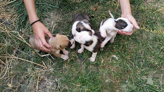 vand pui amstaff