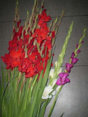 oferta i gladiole en gros