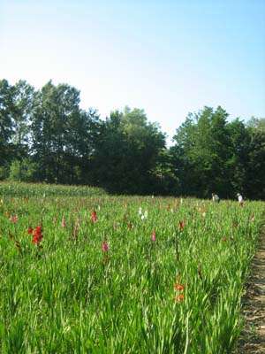 oferta i gladiole en gros