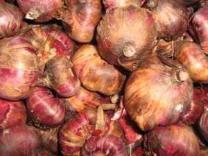 oferta i gladiole en gros