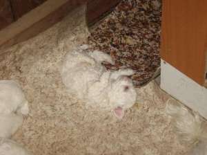 Vand baietei si fetite de bichon bolognese ,  talie mini ,  rasa pura ,  ieftini