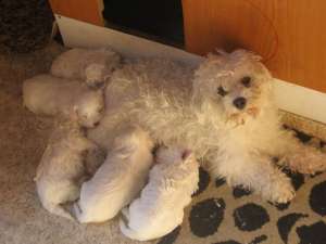 Vand baietei si fetite de bichon bolognese ,  talie mini ,  rasa pura ,  ieftini