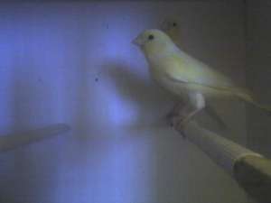 VAND CANARI