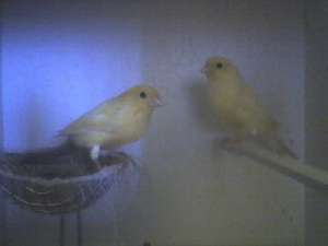 VAND CANARI