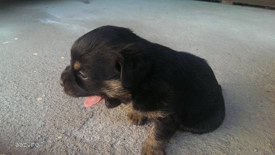 Dau spre adoptie 2 cateluse foarte jucause
