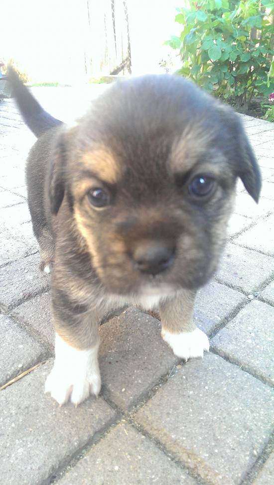 Dau spre adoptie 2 cateluse foarte jucause