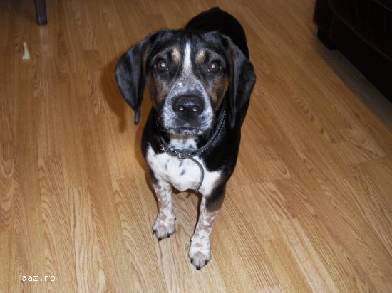Caut fetita beagle pentru imperechere cu mascul beagle