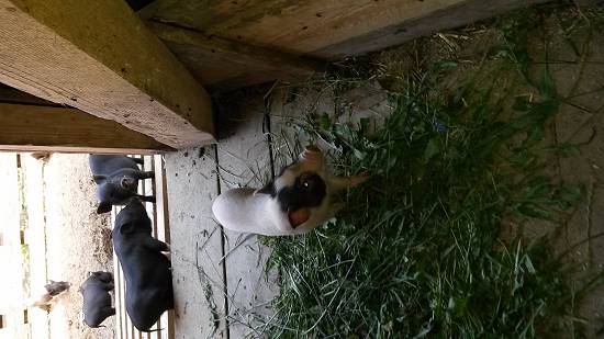 porci vitnamezi  de  vanzare