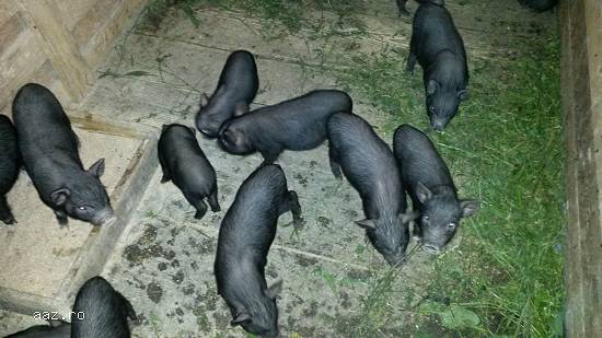 porci vitnamezi  de  vanzare