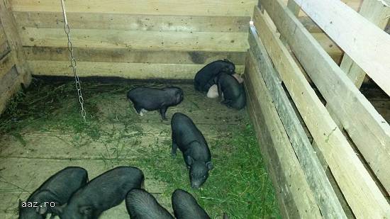 porci vitnamezi  de  vanzare