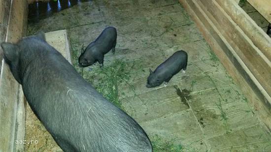 porci vitnamezi  de  vanzare