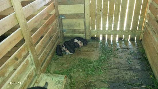 porci vitnamezi  de  vanzare