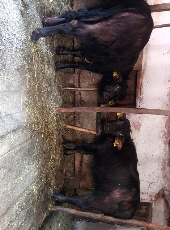Vand 5 Bivolite - 2 mature / 2 juninci / 1 pui