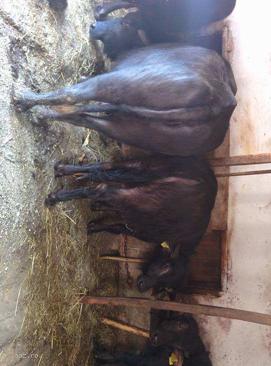 Vand 5 Bivolite - 2 mature / 2 juninci / 1 pui