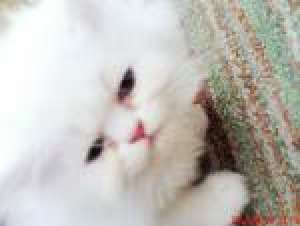 Urgent adopt pui pisica persana