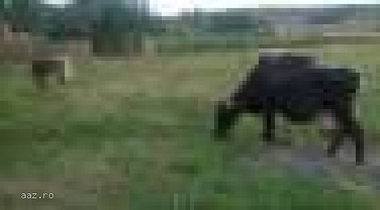 vand vaca, vitea de 4 luni si vaca gestanta