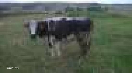 vand vaca, vitea de 4 luni si vaca gestanta