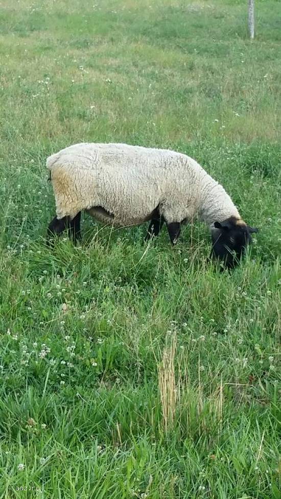 Vand 3 oi Suffolk rasa originala, 2 oi mame