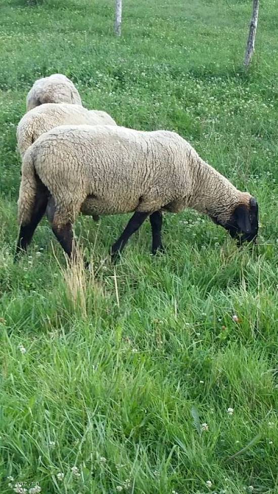 Vand 3 oi Suffolk rasa originala, 2 oi mame