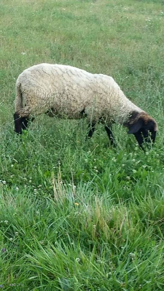 Vand 3 oi Suffolk rasa originala, 2 oi mame